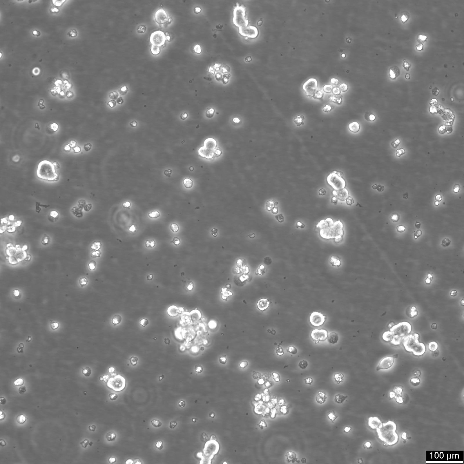 HEK293 EBNA Cells